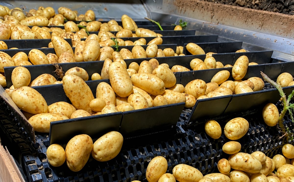 Potatoes moving through an Intralox S1750 modular plastic belting system in a potato washer and destoner application.