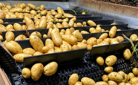 Potatoes moving through an Intralox S1750 modular plastic belting system in a potato washer and destoner application. Potatoes moving through an Intralox S1750 modular plastic belting system in a potato washer and destoner application.