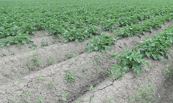 Belgapom: normal harvest of storage potatoes possible in Belgium, despite drought
