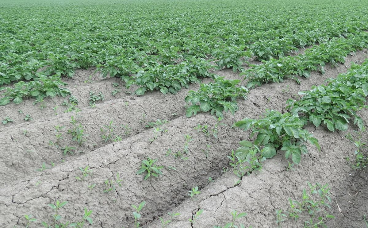 Belgapom: normal harvest of storage potatoes possible in Belgium, despite drought Belgapom: normal harvest of storage potatoes possible in Belgium, despite drought