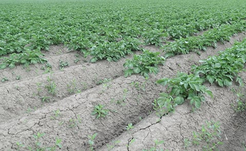 In Belgium - and also in the Netherlands - drought has taken its toll on the early potato harvest. But for the main crop (for storage) a lot depends on the coming weeks and the month of August. In Belgium - and also in the Netherlands - drought has taken its toll on the early potato harvest. But for the main crop (for storage) a lot depends on the coming weeks and the month of August.