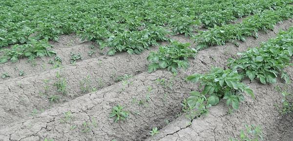 Belgapom: normal harvest of storage potatoes possible in Belgium, despite drought