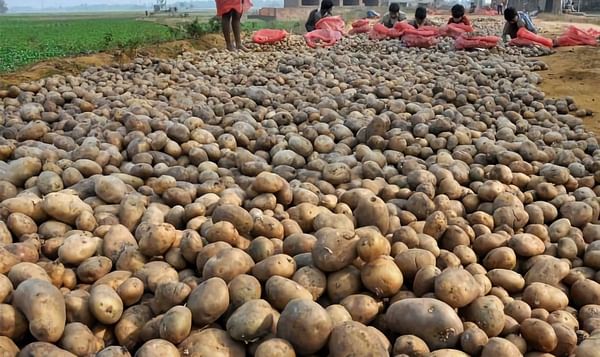 Bengal’s potato output seen up by 16% on higher area, favourable weather