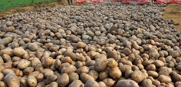 Bengal’s potato output seen up by 16% on higher area, favourable weather