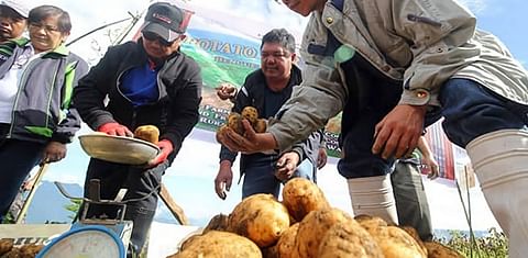 Philippines: Benguet potato growers reported double yield with seed potatoes from Canada