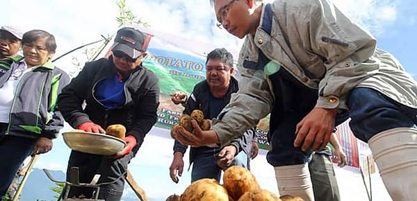 Philippines: Benguet potato growers reported double yield with seed potatoes from Canada
