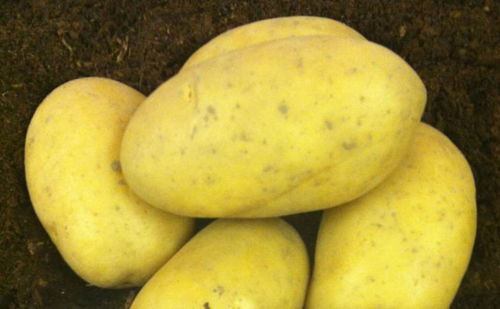 Bernadette Bernadette