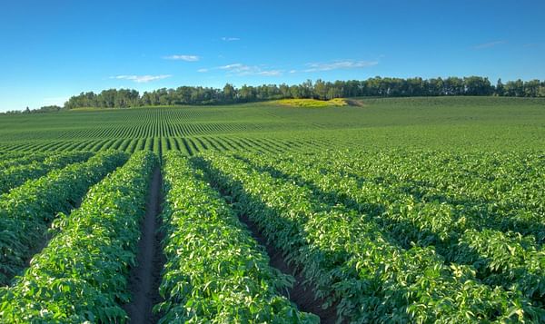 Big win for Alberta potato growers