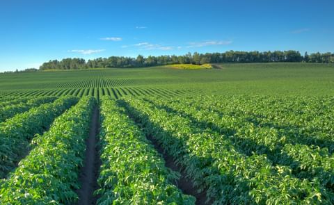 Alberta is officially Potato Cyst Nematode-free. Alberta is officially Potato Cyst Nematode-free.