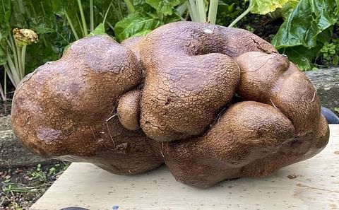 A Potato So Big Even Guinness World Records Doesn't Believe It.