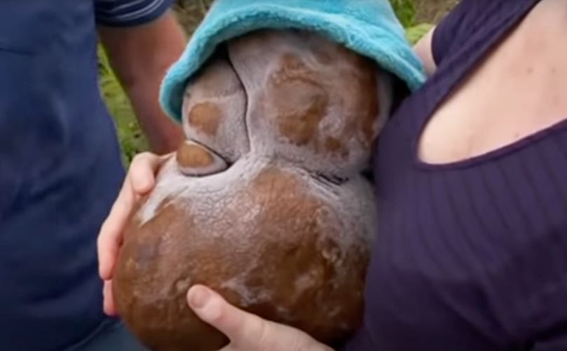 New Zealand couple dig up Doug potentially the world's heaviest potato.