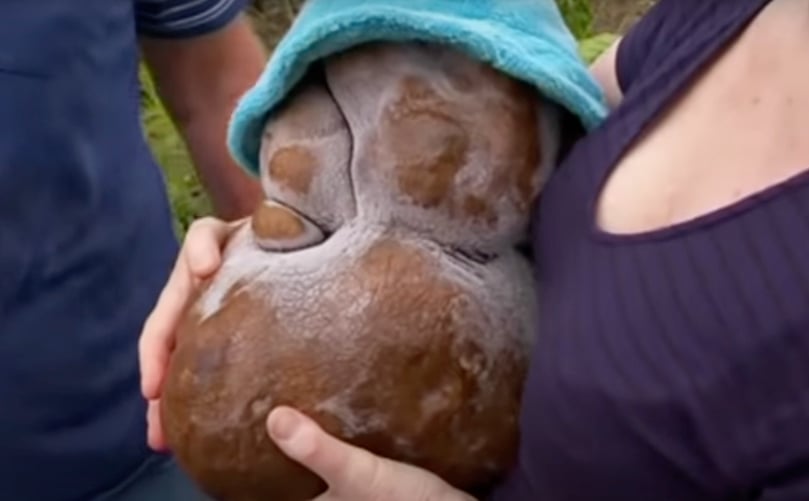 Pareja de Nueva Zelanda desentierra a 'Doug', potencialmente la patata más pesada del mundo. New Zealand couple dig up Doug potentially the world's heaviest potato.