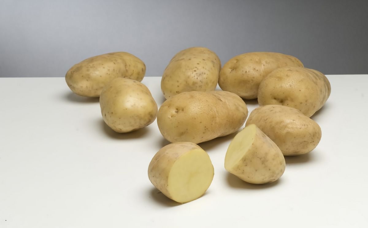 The Potato variety Bintje