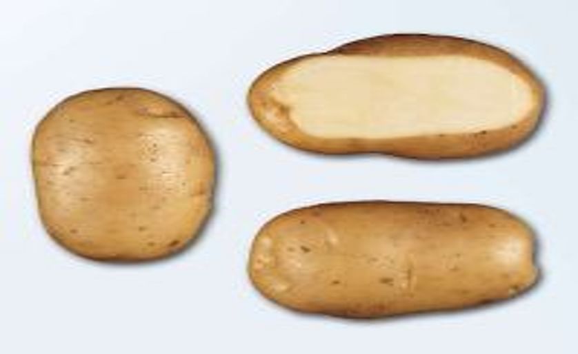 Amerika leert aardappel achter Belgische frieten kennen