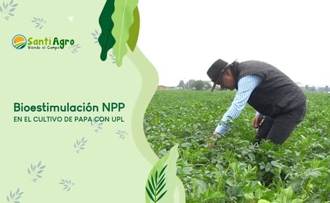 Colombia: bioestimulación y enfoque sostenible Colombia: bioestimulación y enfoque sostenible