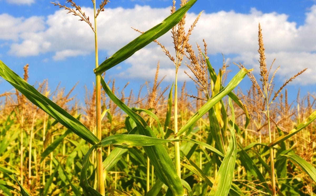 Latin American Leaders warn on biofuels and food