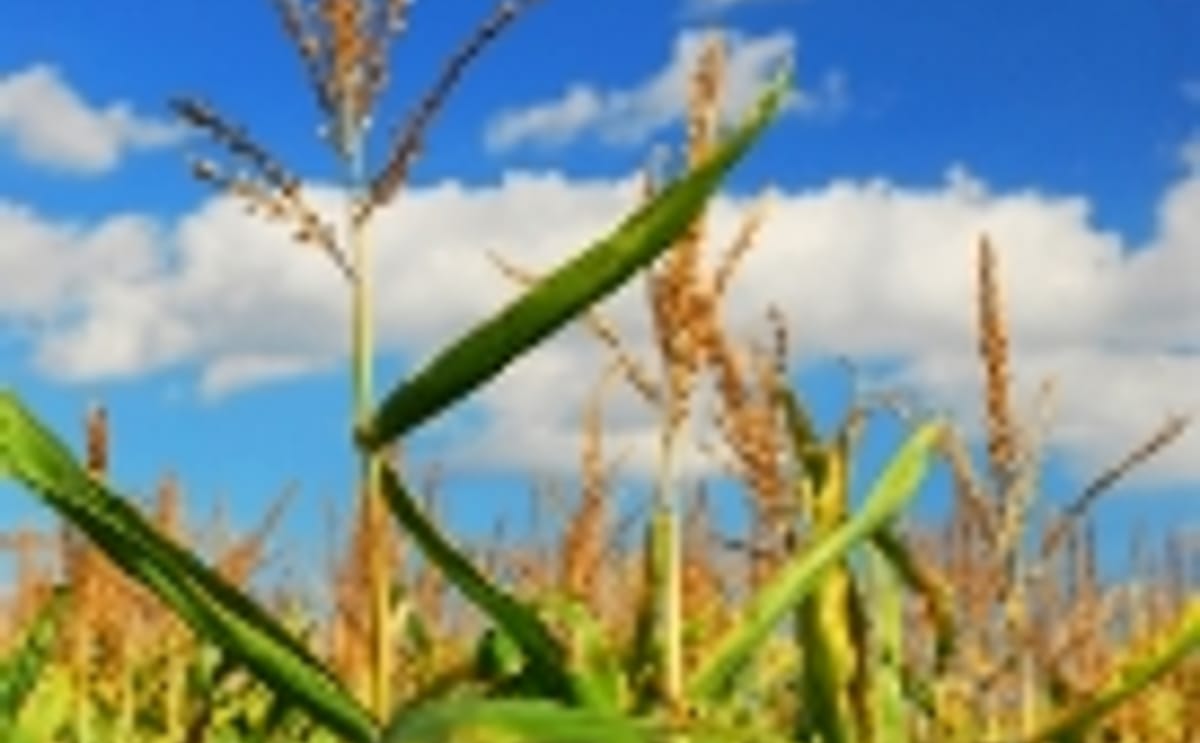 biofuels: corn biofuels: corn