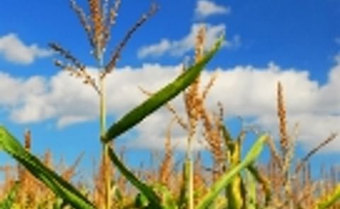 Latin American Leaders warn on biofuels and food Latin American Leaders warn on biofuels and food