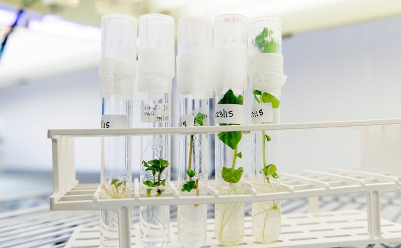 Potato cultivars (red, russet and purple) used in research by the Wisconsin Seed Potato Certification Program (WSPCP) are housed in test tubes inside an environmentally-controlled growth room at the Biotron Laboratory at UW–Madison. (Courtesy: University of Wisconsin) Potato cultivars (red, russet and purple) used in research by the Wisconsin Seed Potato Certification Program (WSPCP) are housed in test tubes inside an environmentally-controlled growth room at the Biotron Laboratory at UW–Madison. (Courtesy: University of Wisconsin)