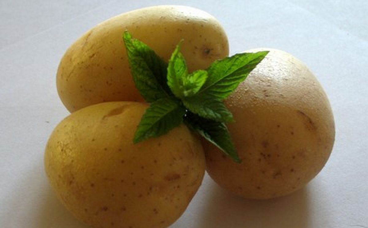 Aceite de menta verde como alternativa natural para el almacenamiento de patatas