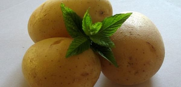 Aceite de menta verde como alternativa natural para el almacenamiento de patatas