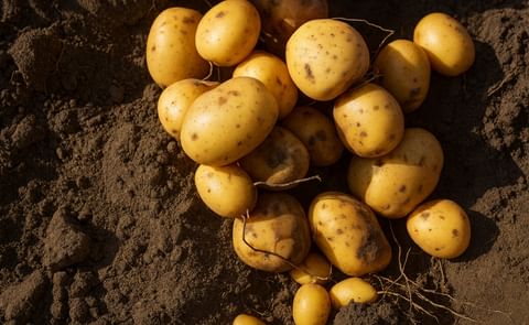 According to a survey by Bio Kartoffel Erzeuger e.V., the organic potato yields in Germany have not dropped as much as the conventional ones According to a survey by Bio Kartoffel Erzeuger e.V., the organic potato yields in Germany have not dropped as much as the conventional ones