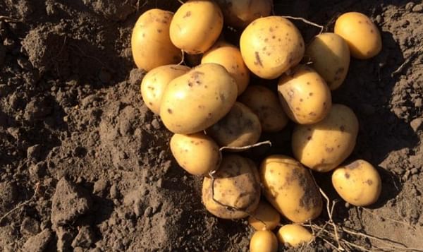 Yield organic of potatoes has not collapsed as much as that of conventional ones