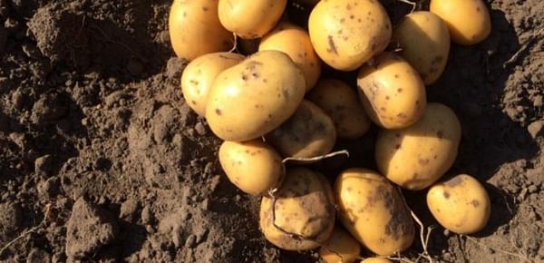 Yield organic of potatoes has not collapsed as much as that of conventional ones