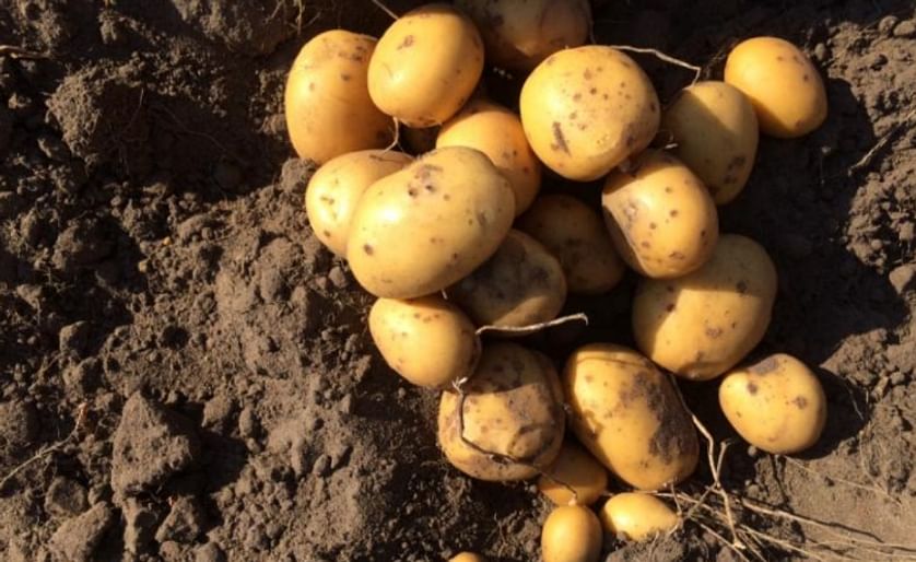 According to a survey by Bio Kartoffel Erzeuger e.V., the organic potato yields in Germany have not dropped as much as the conventional ones