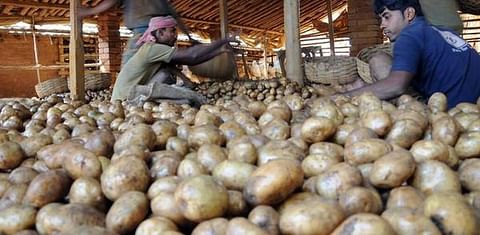 Steady demand keeps Bengal potato prices buoyant