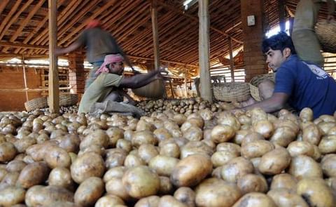 Demand for Bengal potatoes continues to be firm, particularly because some southern crop got damaged this year. Moreover, some of the potato producing belt in northern India witnessed a delay in production due to weather conditions. (Courtesy: Business Li Demand for Bengal potatoes continues to be firm, particularly because some southern crop got damaged this year. Moreover, some of the potato producing belt in northern India witnessed a delay in production due to weather conditions. (Courtesy: Business Li
