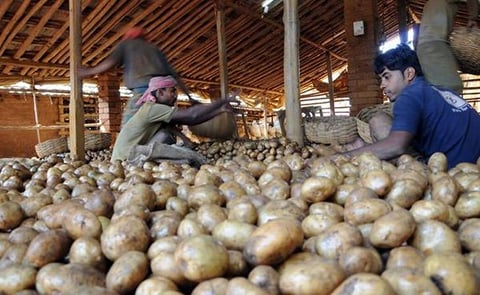 Demand for Bengal potatoes continues to be firm, particularly because some southern crop got damaged this year. Moreover, some of the potato producing belt in northern India witnessed a delay in production due to weather conditions. (Courtesy: Business Li Demand for Bengal potatoes continues to be firm, particularly because some southern crop got damaged this year. Moreover, some of the potato producing belt in northern India witnessed a delay in production due to weather conditions. (Courtesy: Business Li