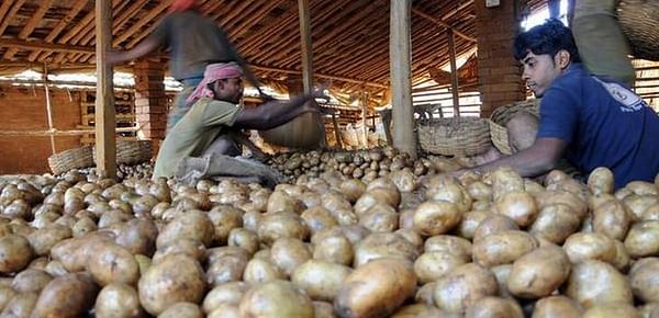 Steady demand keeps Bengal potato prices buoyant