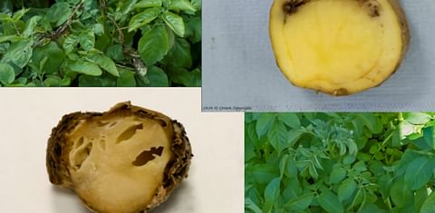 New ‘Focus on Potato’ Webcast Helps Potato Grower Minimize Spread of Blackleg