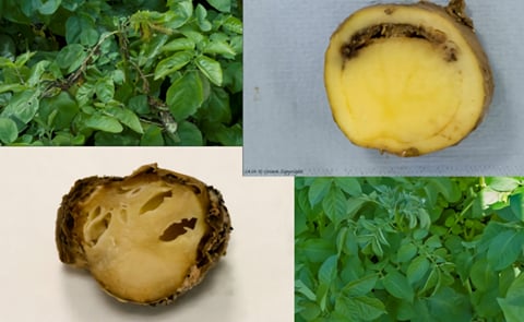 Blackleg symptoms in the potato plant and tuber. Blackleg symptoms in the potato plant and tuber.