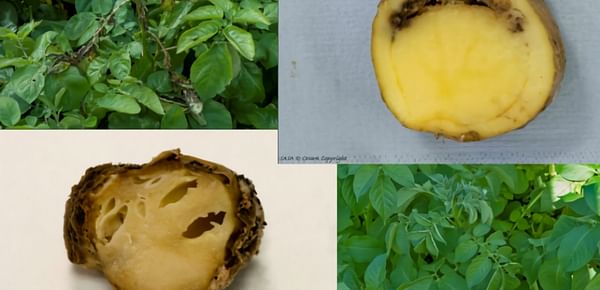 New ‘Focus on Potato’ Webcast Helps Potato Grower Minimize Spread of Blackleg