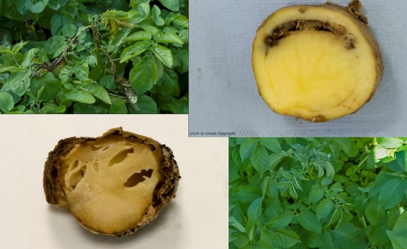 Blackleg symptoms in the potato plant and tuber.