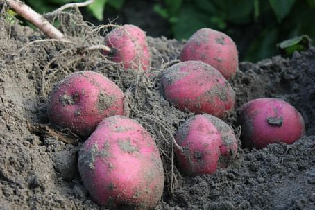 Black Gold Red Potatoes in Florida (April)  