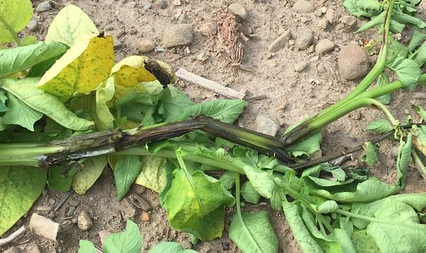 Online tool to detect blackleg disease in potato using DNA testing has widespread application