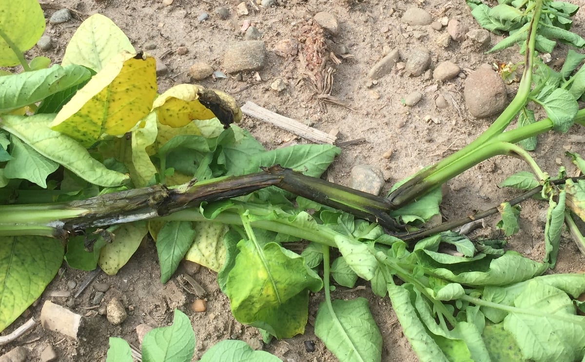 Online tool to detect blackleg disease in potato using DNA testing has widespread application Online tool to detect blackleg disease in potato using DNA testing has widespread application