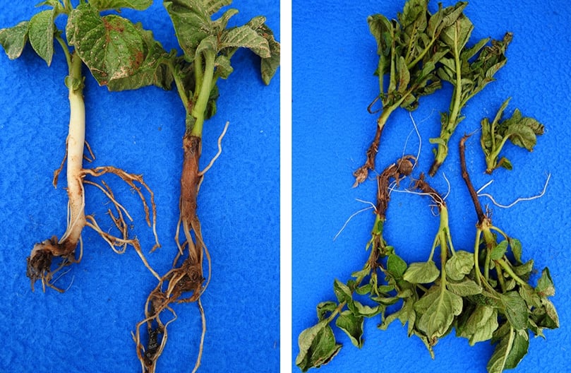 Symptoms of Dickeya blackleg in these photographs were found the first week of June 2016 (starting May 31). Affected plants had black stems extending up from the plant base and rotting seed piece, typically with an earthy smell that occasionally was offensive indicating soft rot bacteria were also present.
High temperatures (in the 80s) during late May provided conditions favorable for symptom development.
(Courtesy: Cornell University) Symptoms of Dickeya blackleg in these photographs were found the first week of June 2016 (starting May 31). Affected plants had black stems extending up from the plant base and rotting seed piece, typically with an earthy smell that occasionally was offensive indicating soft rot bacteria were also present.
High temperatures (in the 80s) during late May provided conditions favorable for symptom development.
(Courtesy: Cornell University)