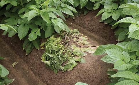 Wilting of a potato plant caused by blackleg Wilting of a potato plant caused by blackleg
