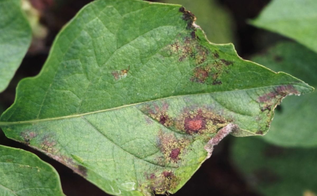 Blight affected potato leaf Blight affected potato leaf