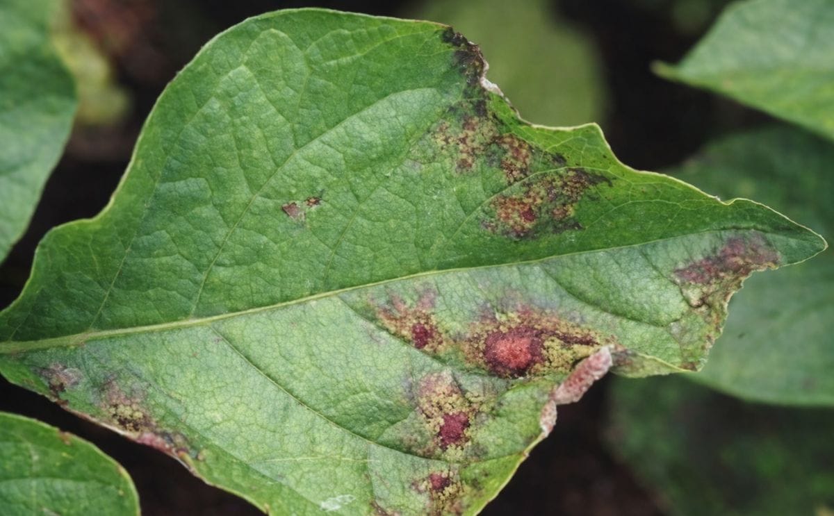 Late blight on a potato leaf Late blight on a potato leaf