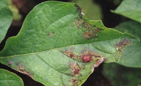 Wisconsin potato growers stay ahead of blight Wisconsin potato growers stay ahead of blight
