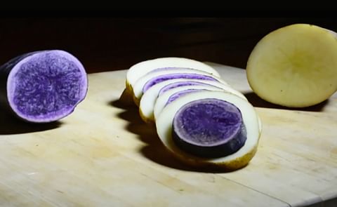 Blue and white potatoes sliced (Courtesy: Penn State University) Blue and white potatoes sliced (Courtesy: Penn State University)