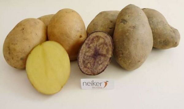 Neiker (España) crea dos nuevas variedades de papaa de gran valor nutricional y aptitud industrial
