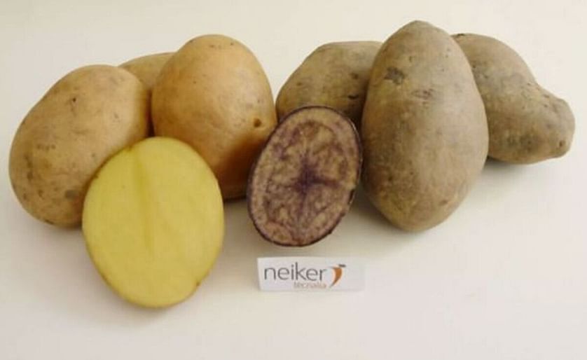 Neiker (España) crea dos nuevas variedades de papa de gran valor nutricional y aptitud industrial