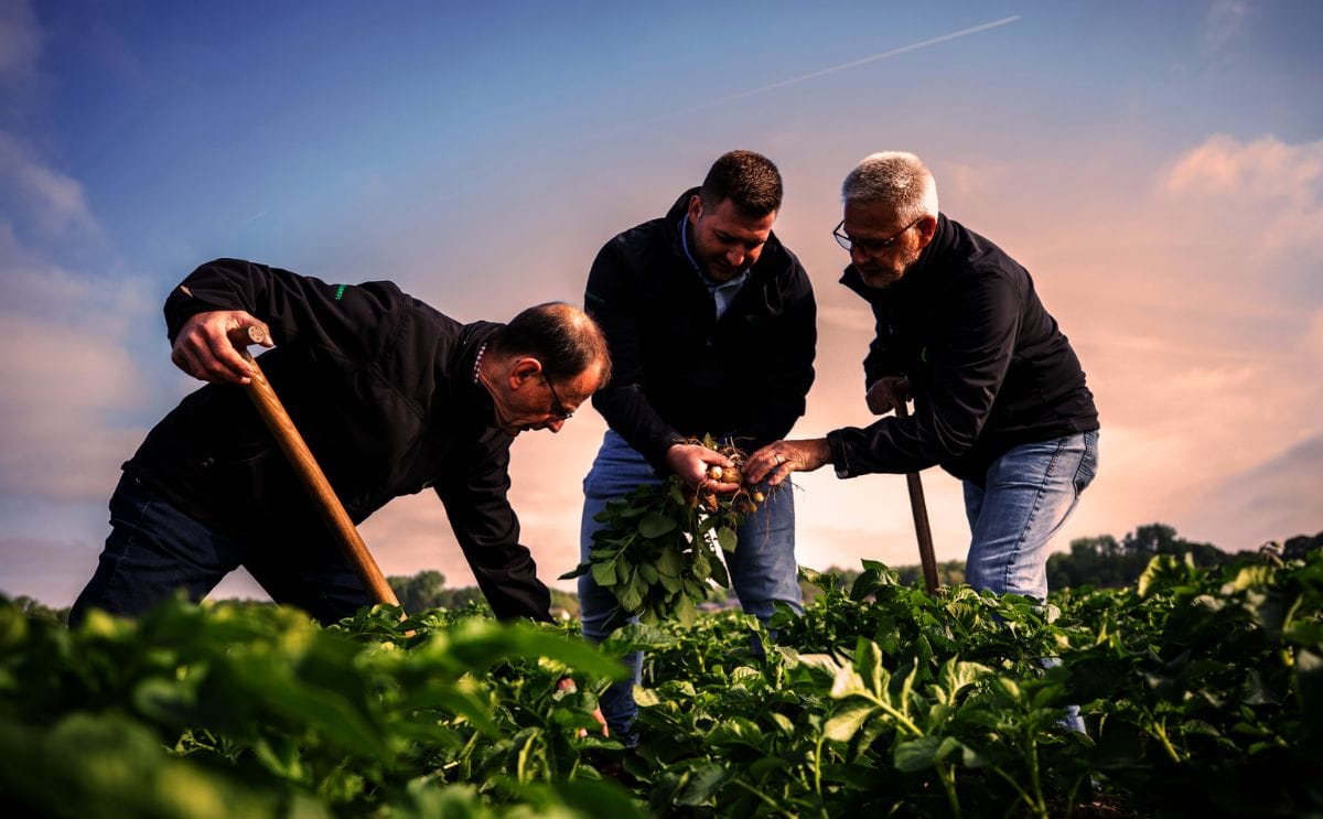 Böhmer specialists evaluating tuber development and plant performance of the Country variety during on-farm trials in Germany. Böhmer specialists evaluating tuber development and plant performance of the Country variety during on-farm trials in Germany.