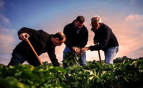 Böhmer specialists evaluating tuber development and plant performance of the Country variety during on-farm trials in Germany. Böhmer specialists evaluating tuber development and plant performance of the Country variety during on-farm trials in Germany.
